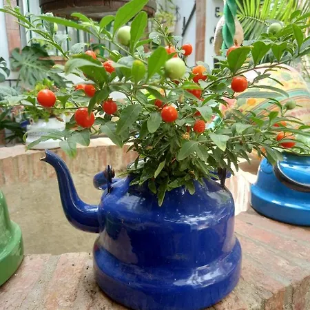 Apartamento Casa Museo Jerez Centro