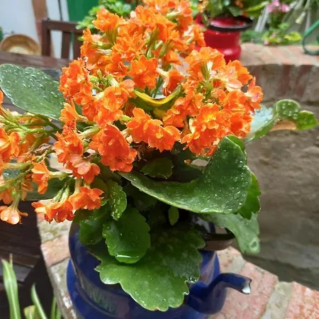 Casa Museo Jerez Centro Χέρεζ