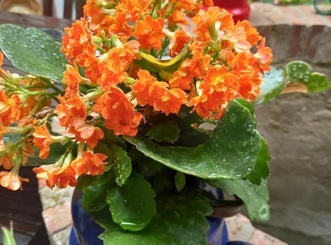 Casa Museo Jerez Centro Jerez de la Frontera